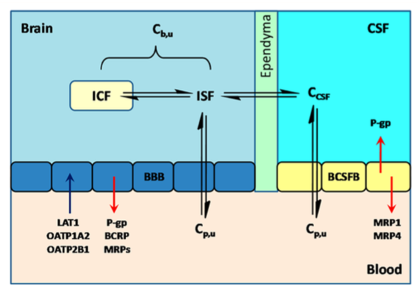 BucketListPapers 79/100: Designing CNS penetrant drugs….maybe the hardest thing? 22 blood brain schema