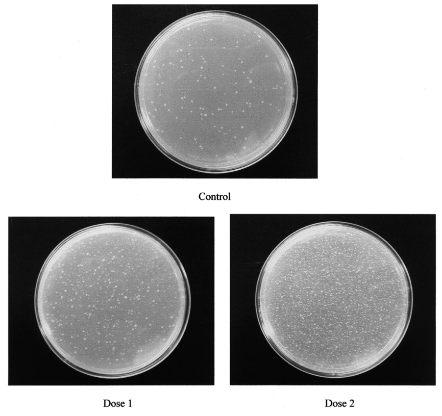 BucketListPapers 83/100 The Amazing Ames Test Avoiding Mutagens